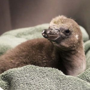 ¡Insólito! Pareja de pingüinos del mismo sexo incuban su primer huevo adoptivo 