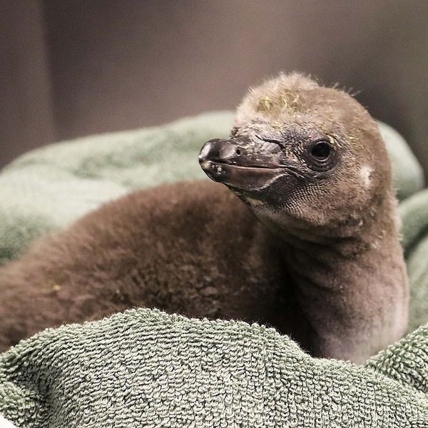 ¡Insólito! Pareja de pingüinos del mismo sexo incuban su primer huevo adoptivo (+Fotos)