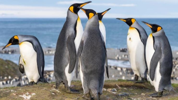 ¡Asombroso! Pingüinos antárticos liberan una cantidad extrema de gas hilarante en sus heces