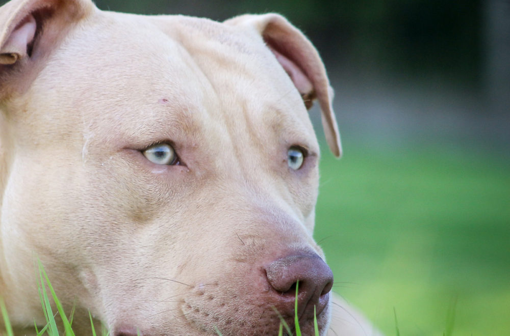 Dos pitbull atacan a mujer en Little Haití: la policía les dispara en defensa