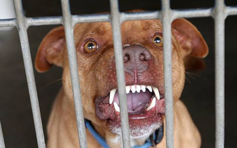 Abuela terminó desfigurada tras pelear con un pitbull por salvar a sus nietos