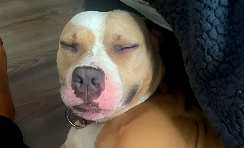 Hieren de bala a un perro en Miami Gardens: Dueño exige saber quién lo hizo