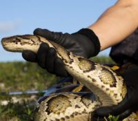 Abren inscripciones para la caza anual de pitones en los Everglades: el torneo se realizará en agosto