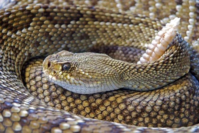 Serpiente pitón capturada en Florida puede romper el récord del estado