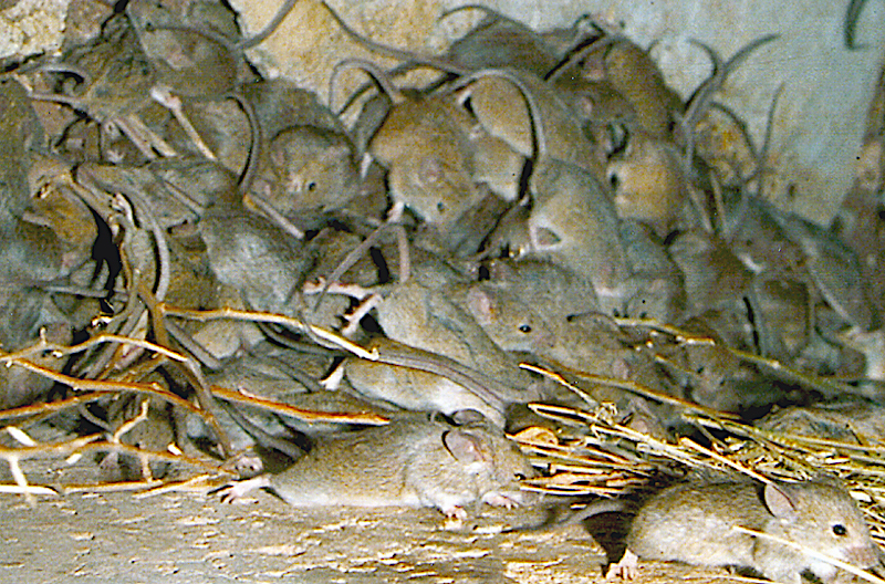 Incontrolable plaga de ratones ocasiona caos en Australia
