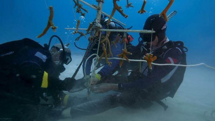 “100 Yardas de Esperanza”: El arrecife coralino que plantarán en Florida