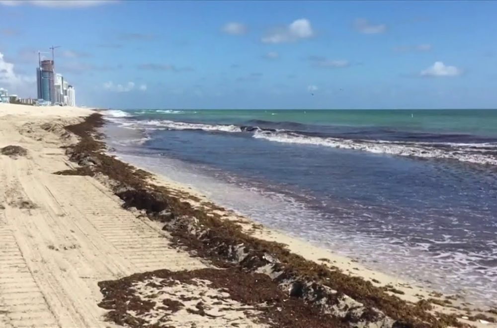 Cierran tres playas de Miami-Dade por contaminación con materia fecal