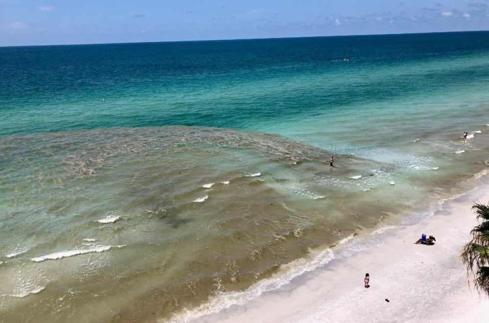 Extraña “pasta” aparece en playa de Florida y alerta a los bañistas