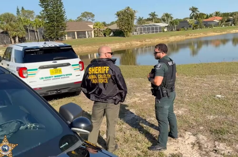Horror en Bonita Springs: hombre decapitó gatos y dejó sus cabezas en una caja