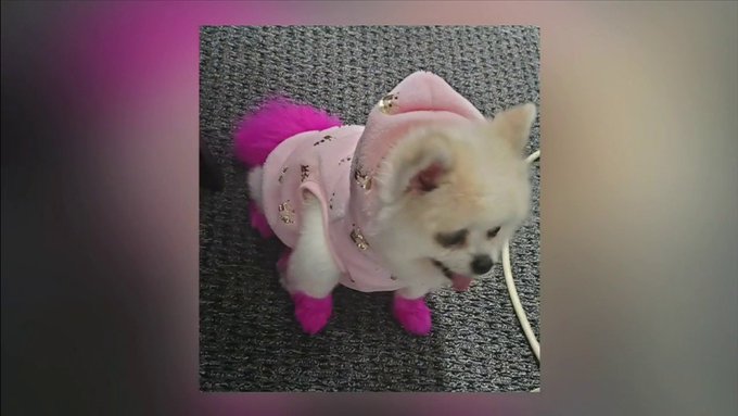 Perro pomerania fue robado de BabyGirl’s Pet Grooming