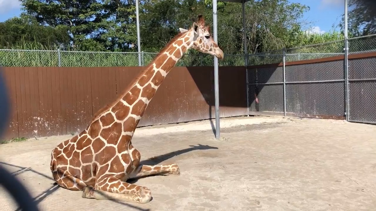 ¡Conoce a Pongo!  La jirafa que usa zapatos en el zoológico de Miami (Fotos + Video)