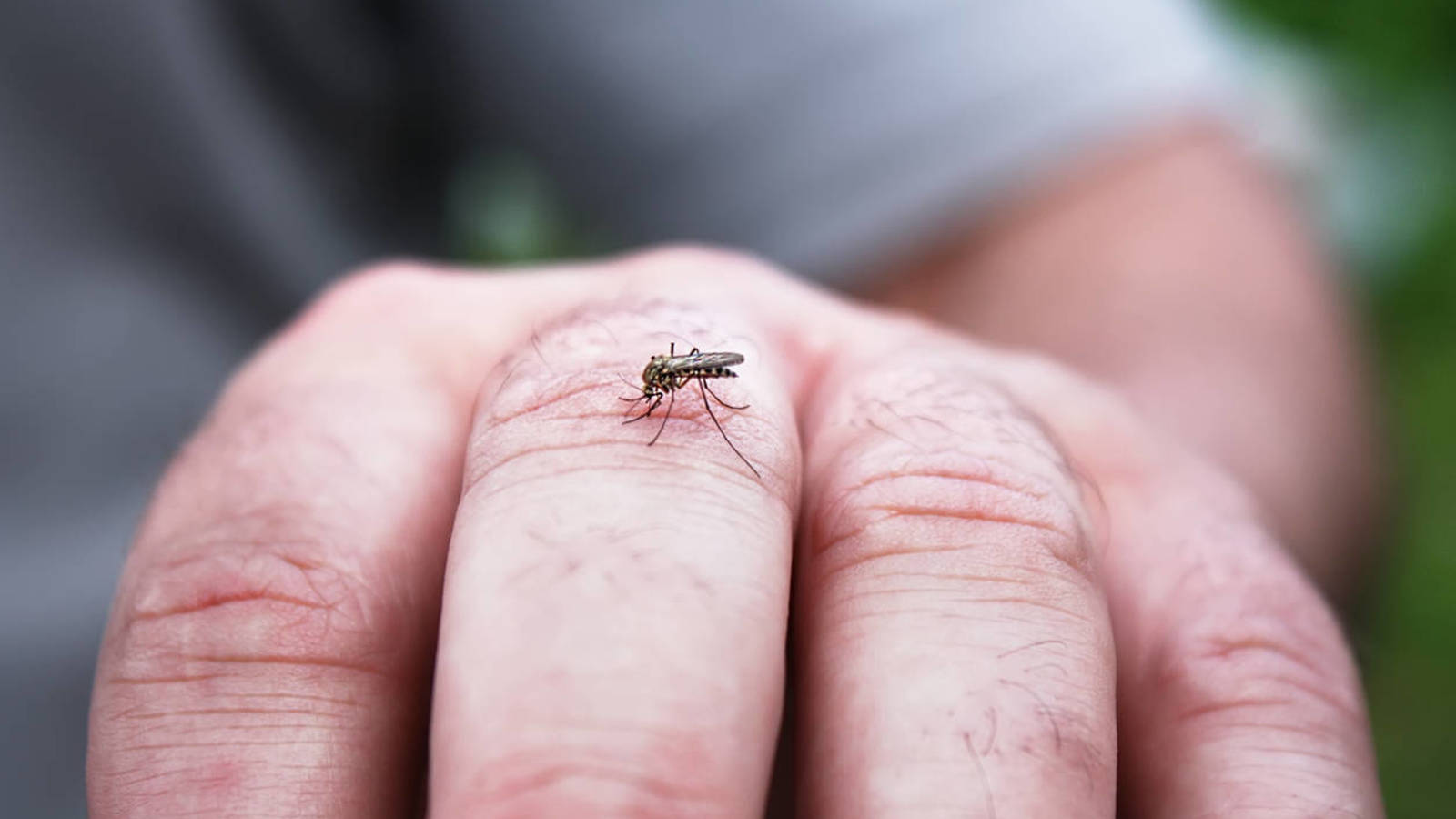 Descubren una manera de ser ‘invisible’… A los mosquitos, según estudio de la Universidad de Florida