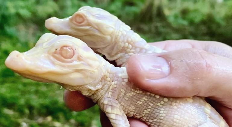 ¡Curioso! Nacieron dos caimanes albinos en zoológico de Florida