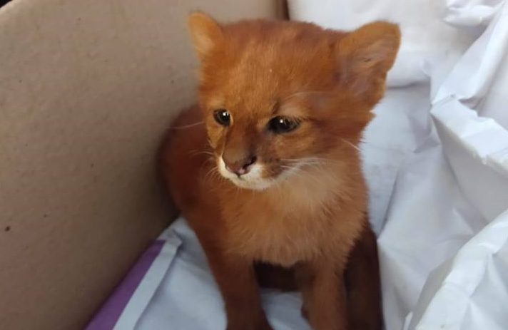 Rescató a un gatito de la calle…¡Y resultó ser un Puma! +Fotos