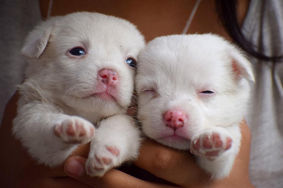 Cómo participar en la campaña nacional de adopción de mascotas