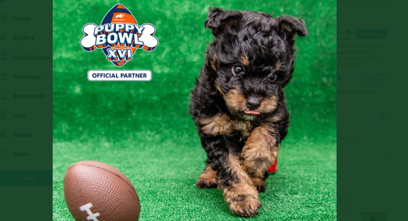 Cachorros de Miami-Dade compiten por la gloria en el ‘Puppy Bowl’ de Servicios para Animales