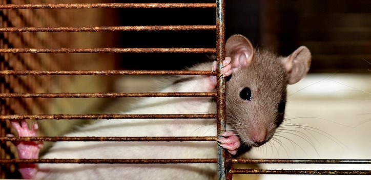 ¡Susto! Una rata hace de las suyas y acapara la atención de espectadores en sala de cine de Florida