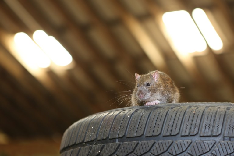 ¡Atención! Autos Tesla enfrentan graves problemas con las ratas