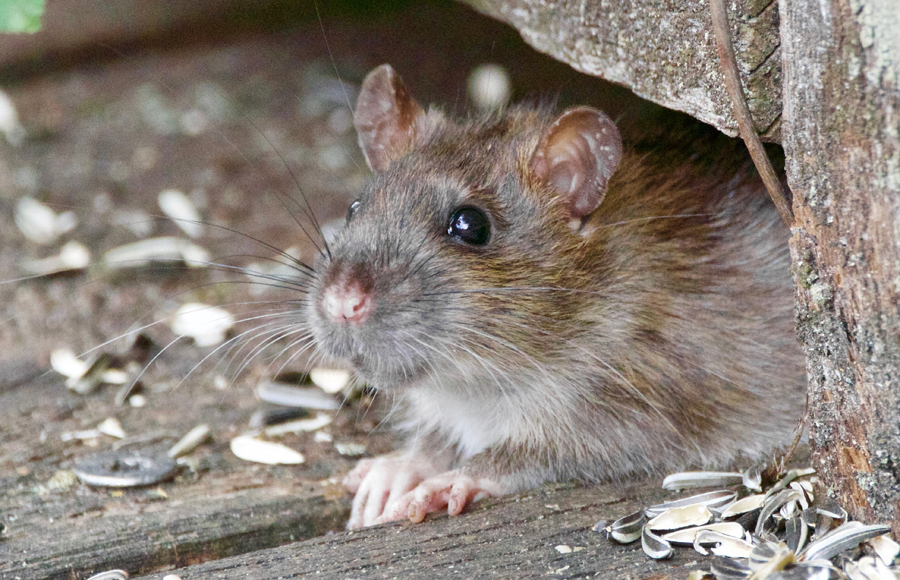 Revelan ciudades con invasión de ratas en EE.UU: Miami en el top 10