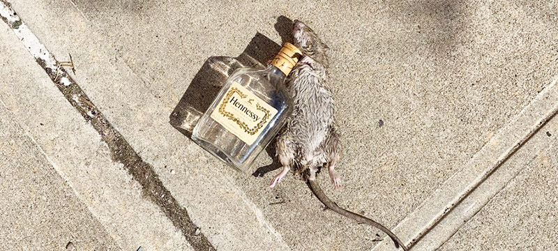 Encuentran una rata inconsciente abrazada a botella de alcohol