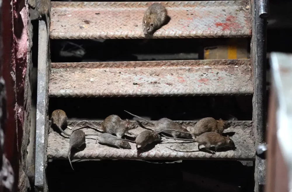 Un tour en Nueva York está causando sensación: turistas pagan para ver… ¡ratas!