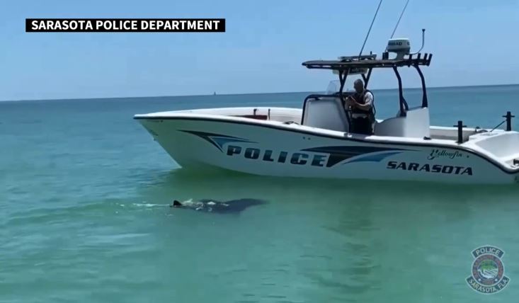 Mira la sorpresa que se llevó este barco patrulla en la Bahía de Tampa (Video)
