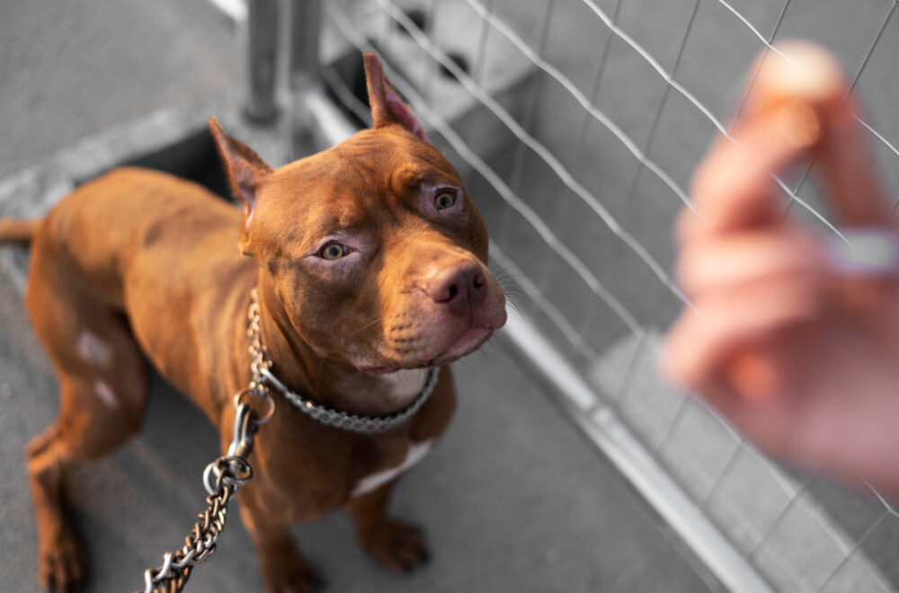 Adiós al hacinamiento animal: así será el nuevo shelter de Miami-Dade