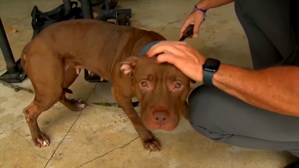 Bomberos de Fort Lauderdale encuentran perro atado en su asta de bandera