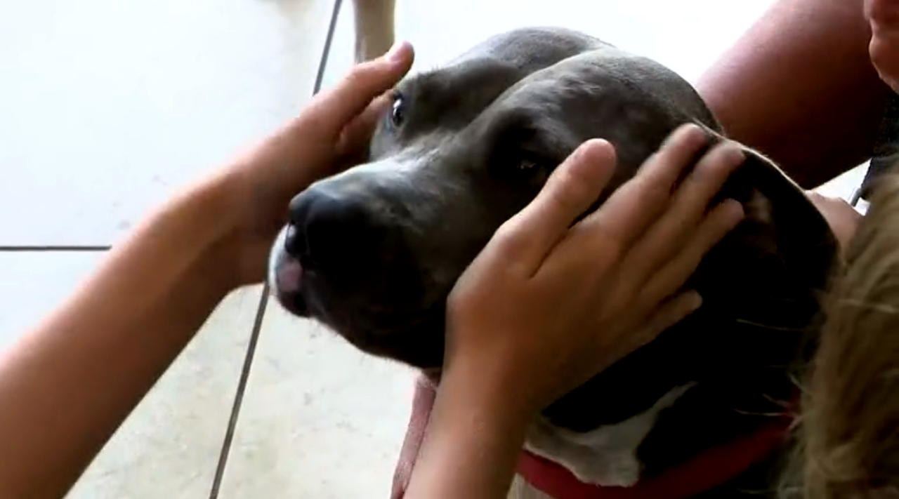 Rescatistas de perros viajan a Bahamas para devolver las mascotas a sus dueños