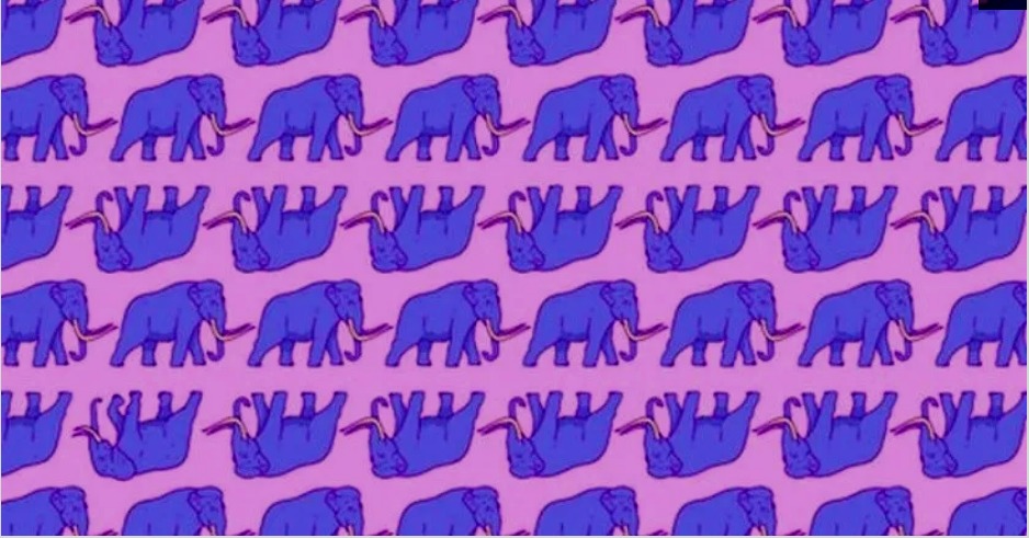 Desafío Visual: Encuentra los elefantes ocultos entre los mamuts