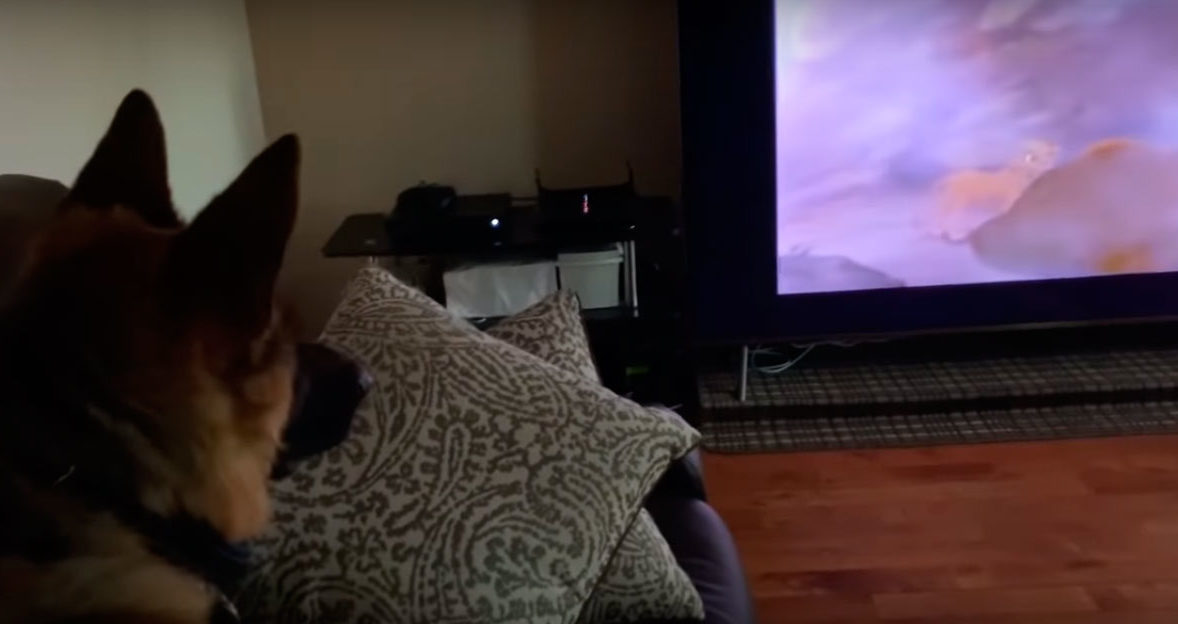 Vea cómo un perro reacciona al ver escena de la muerte de Mufasa en el Rey León (+Video)