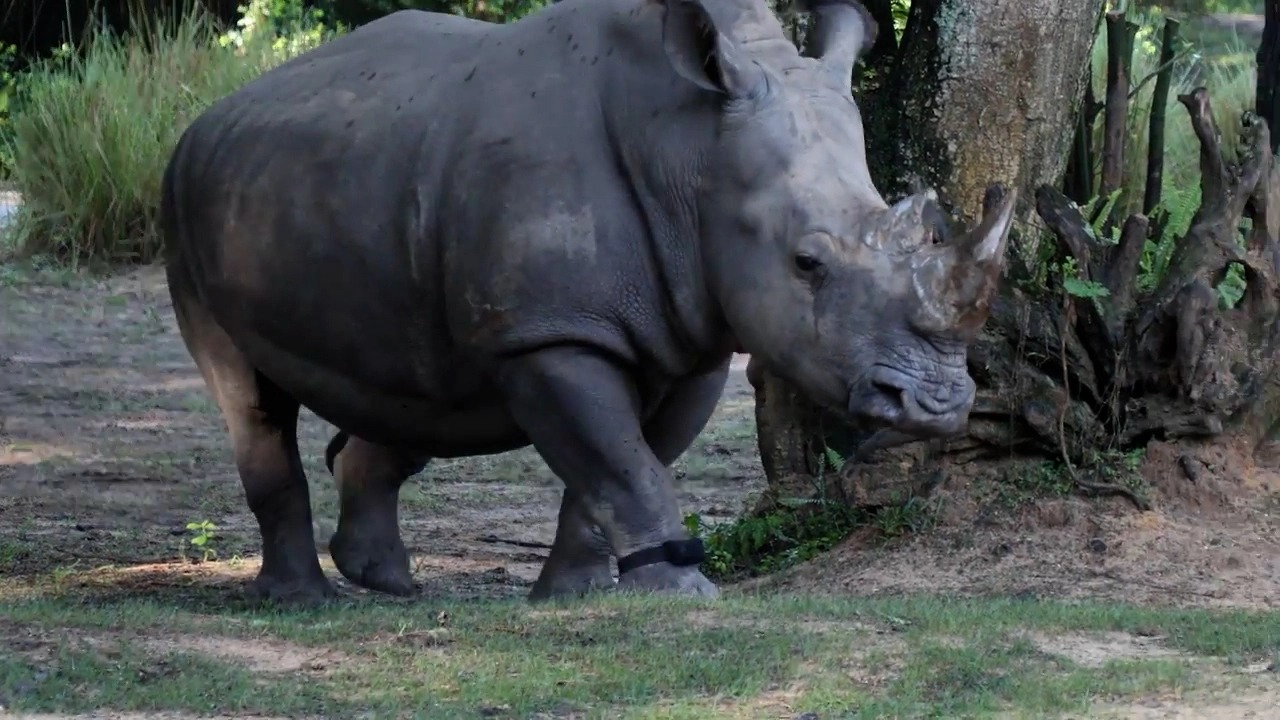 Disney World le pone rastreadores de actividad física a sus rinocerontes