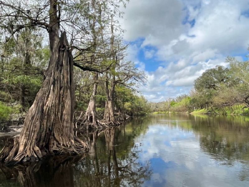 Mandíbula de mamut intacta reposaba en río lleno de caimanes en Florida