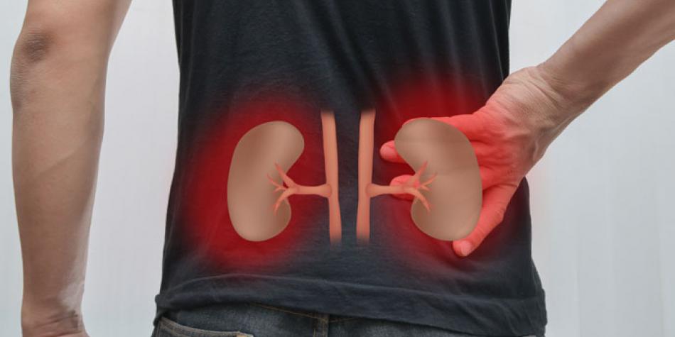 Conozca cuáles son alimentos indicados para cuidar sus riñones