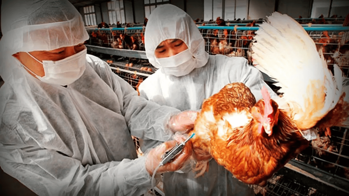 Por gripe aviar una granja sacrificó tres millones de pollos