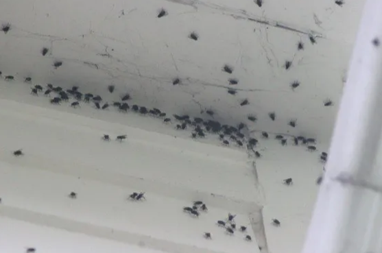 ¡No dejes de intentarlo! Mujer publicó un extraño método para evitar que las moscas entren a su hogar y se hace viral (FOTOS)