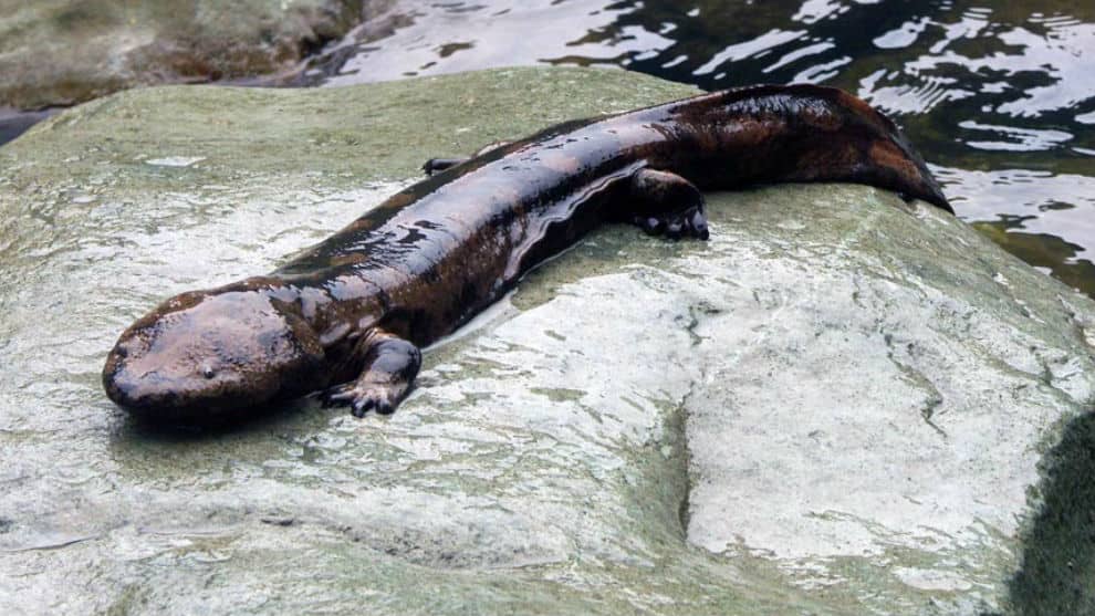 Científicos revelaron cuál es el anfibio más grande del mundo