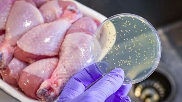 Diseñan prueba rápida para detectar Salmonella en los alimentos
