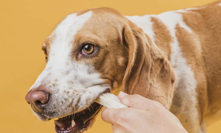 Aprende a cuidar los dientes de tu perro con estos sencillos consejos