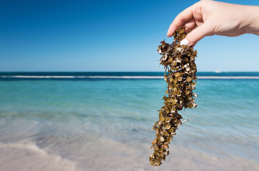 Algas contienen peligrosa bacteria que pone en peligro a bañistas en sur de Florida