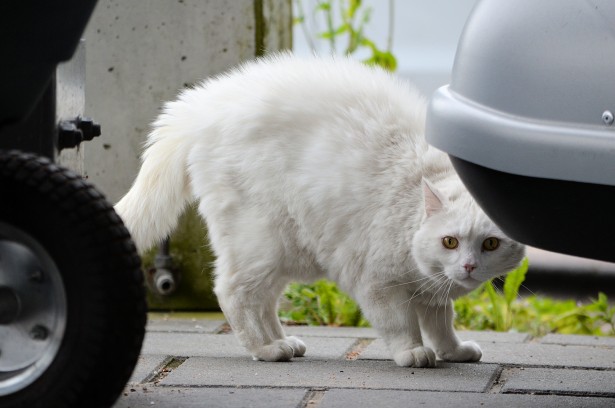 Viral: Olvidó cerrar la ventana del coche, lo encontró repleto de gatos y se desató la locura +Vídeo