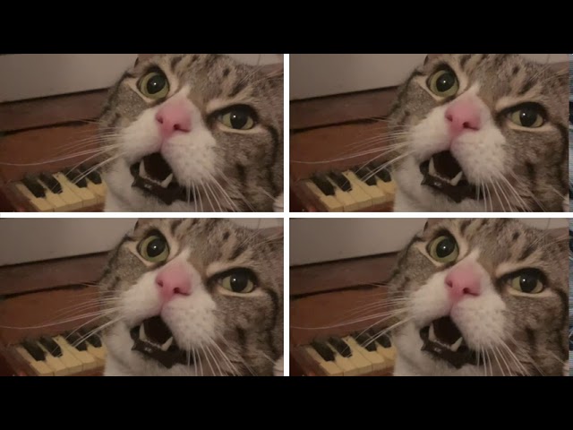 ¡Para reír! Gato toca piano para pedir comida +Vídeo