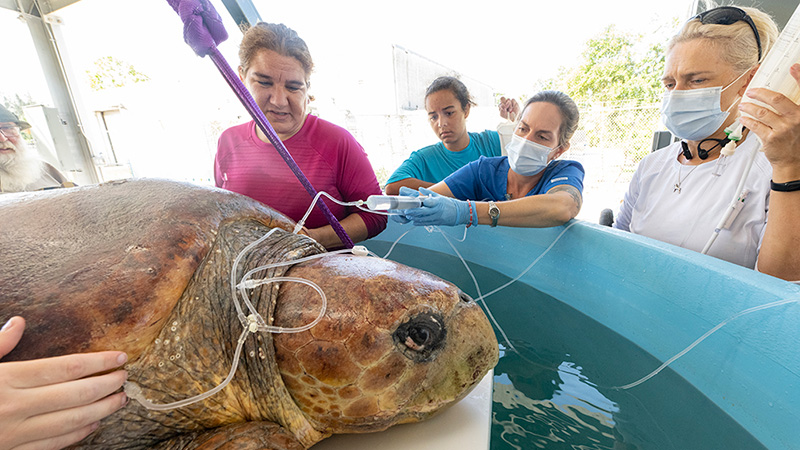 Zoo Miami inaugurará el Hospital de Tortugas Marinas el 6 de julio