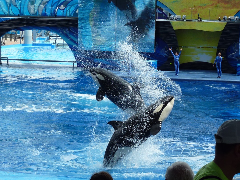 Piden acabar con los espectáculos de delfines en los parques de SeaWorld