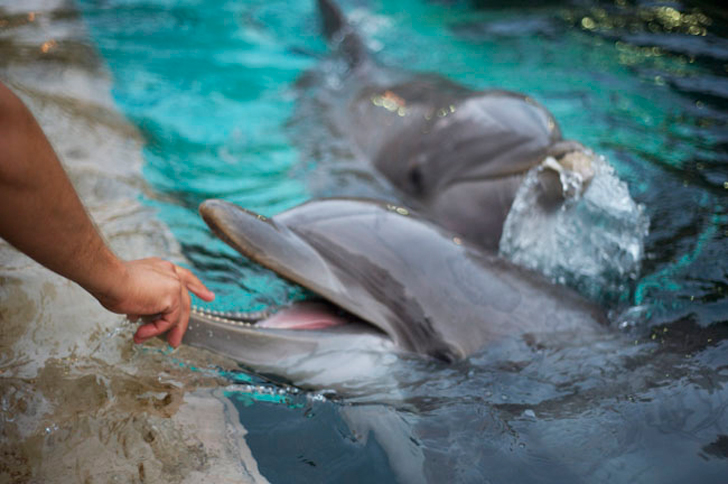 Delfín de SeaWorld realizó adorable gesto a sus entrenadoras (video)