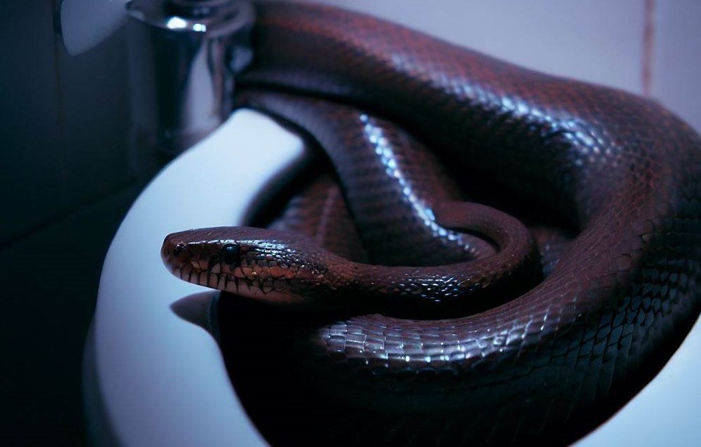 Mujer regresó de vacaciones y la recibió… ¡una serpiente en su inodoro!