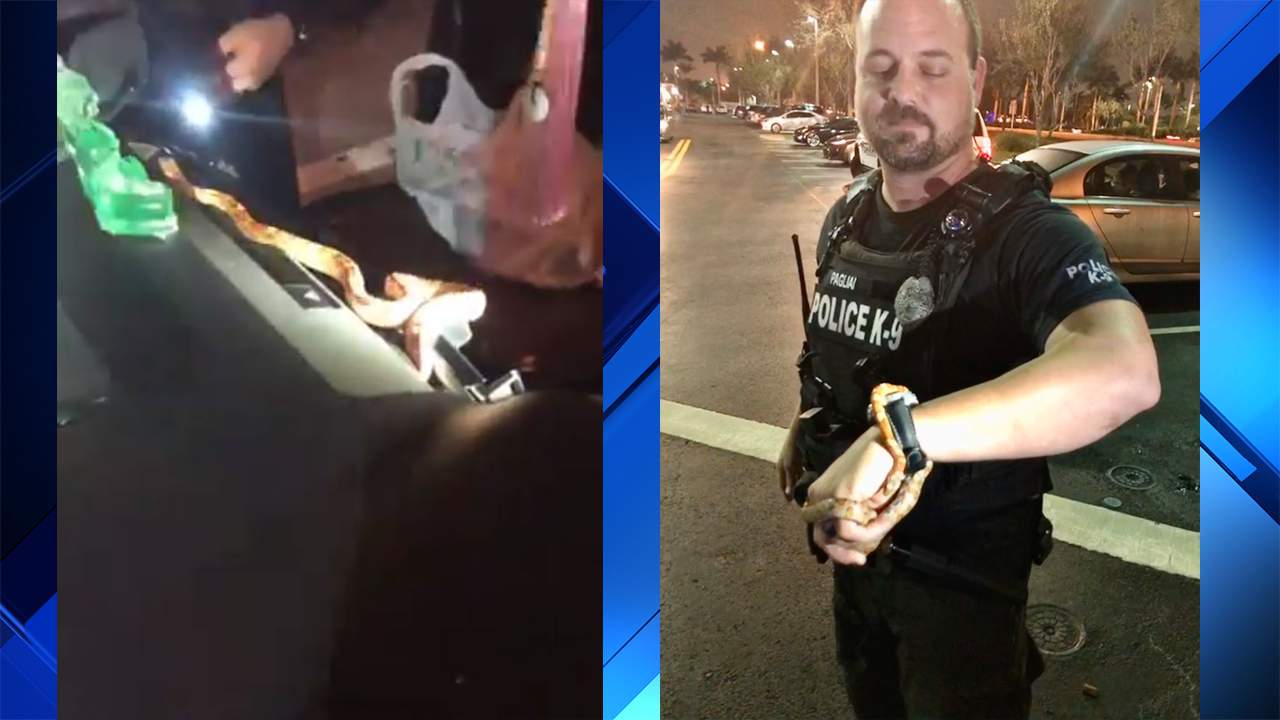 ¡Sorpresa! Mientras manejaba mujer encontró serpiente dentro de su vehículo en Florida (Video)