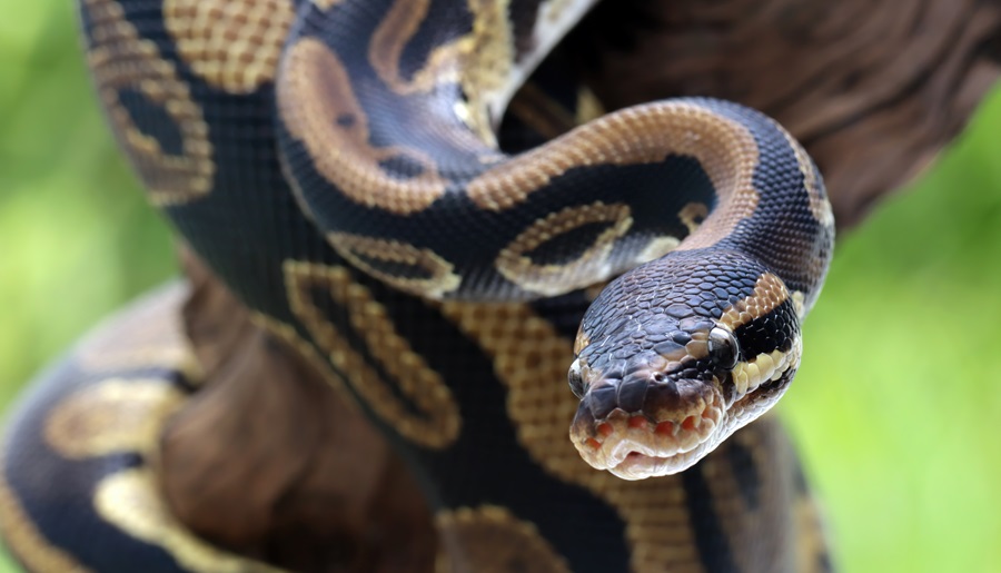 Enorme serpiente apareció en zona residencial de Miami-Dade