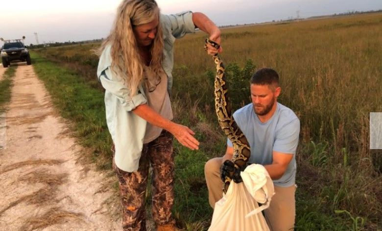 Cazadores luchan contra las serpientes invasoras en Florida