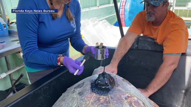 Liberan a tortuga marina Sheldon en los Cayos de Florida